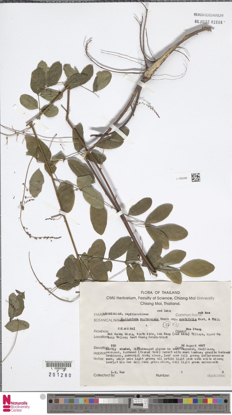 Indigofera sootepensis subsp. acutifolia