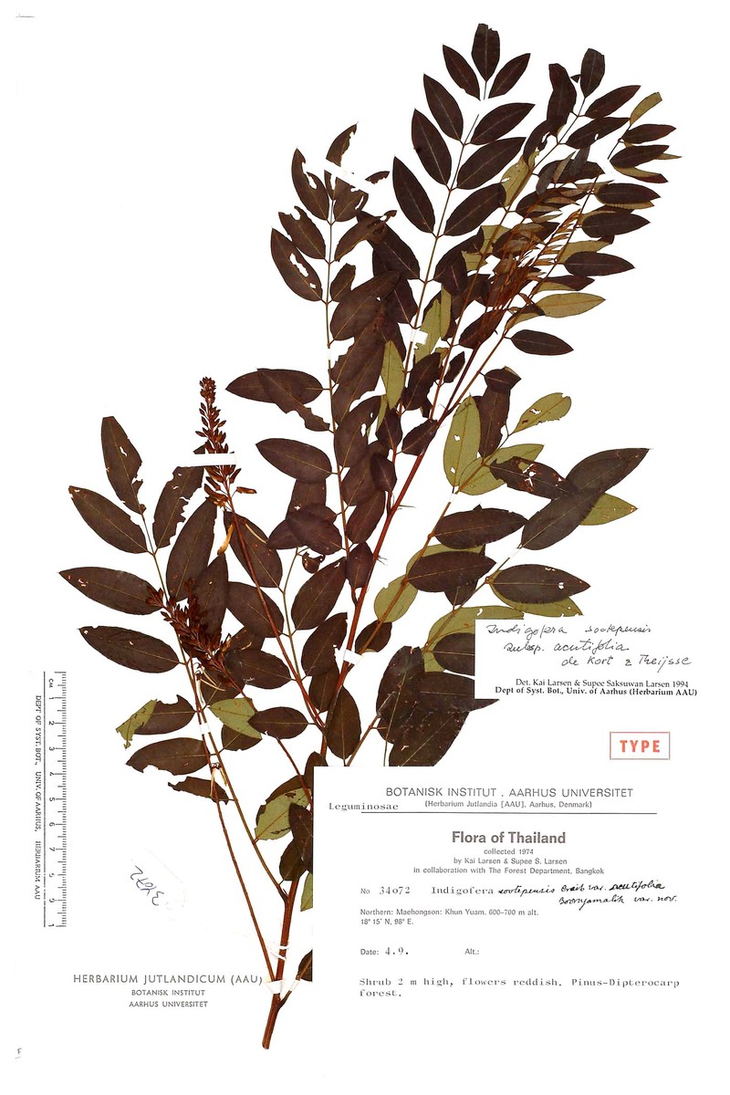 Indigofera sootepensis subsp. acutifolia photo 3