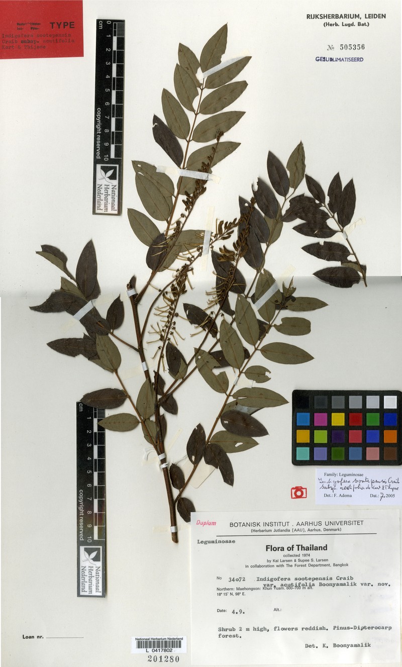Indigofera sootepensis subsp. acutifolia photo 4