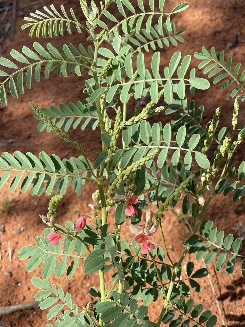 Indigofera sordida