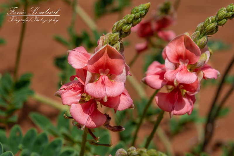Indigofera sordida photo 2