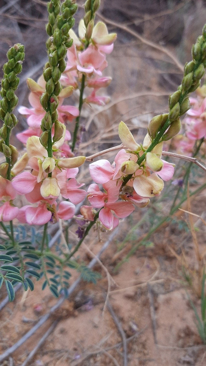 Indigofera sordida photo 3