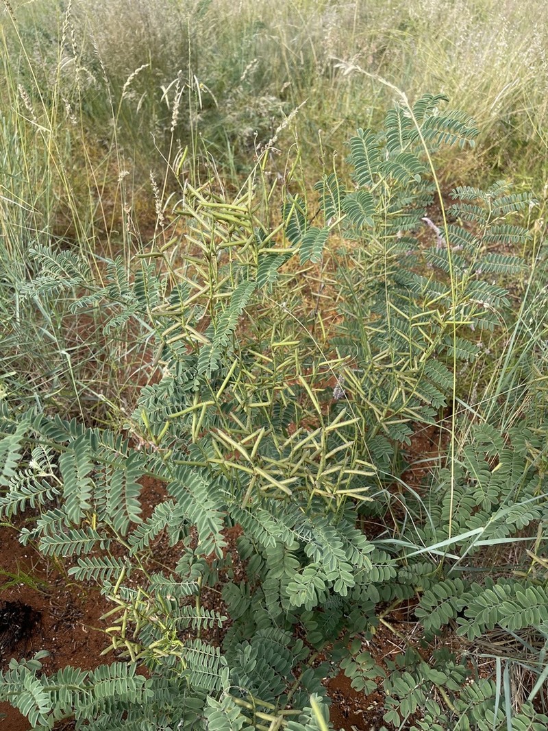 Indigofera sordida photo 4