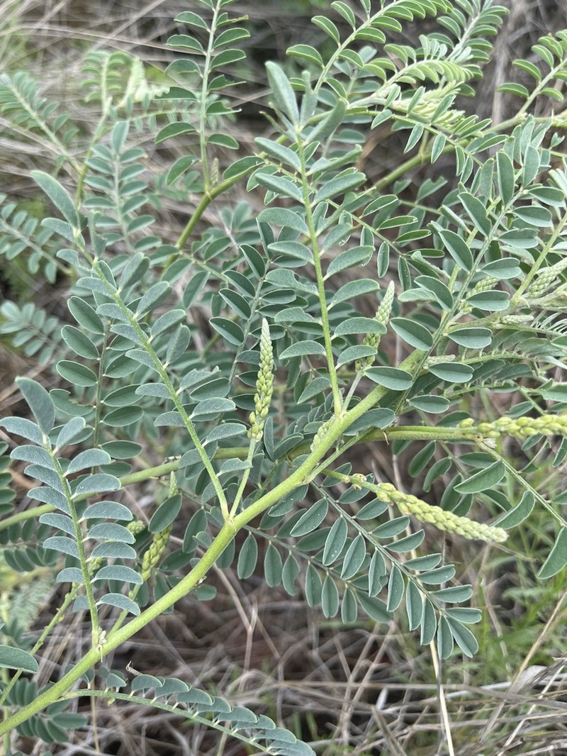 Indigofera sordida photo 5