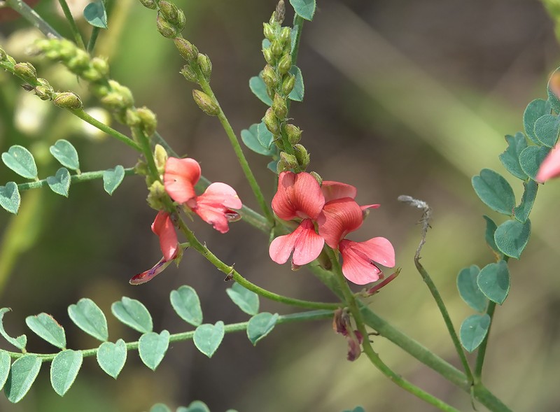 Indigofera sordida photo 6