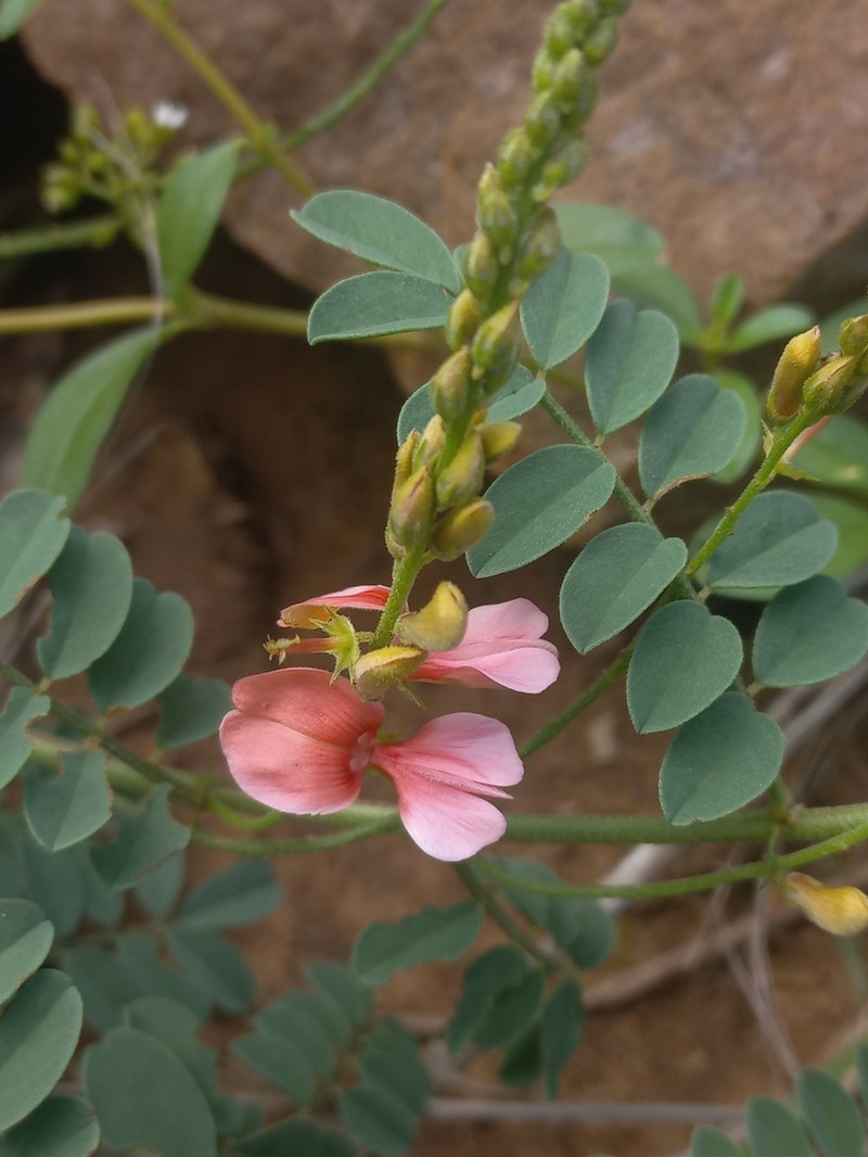 Indigofera sordida photo 8
