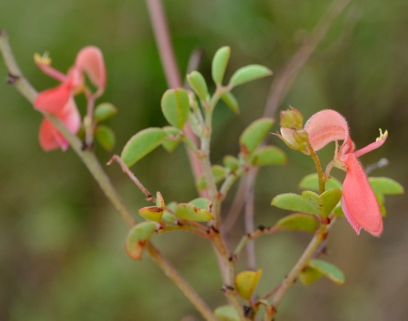 Indigofera soutpansbergensis photo 2