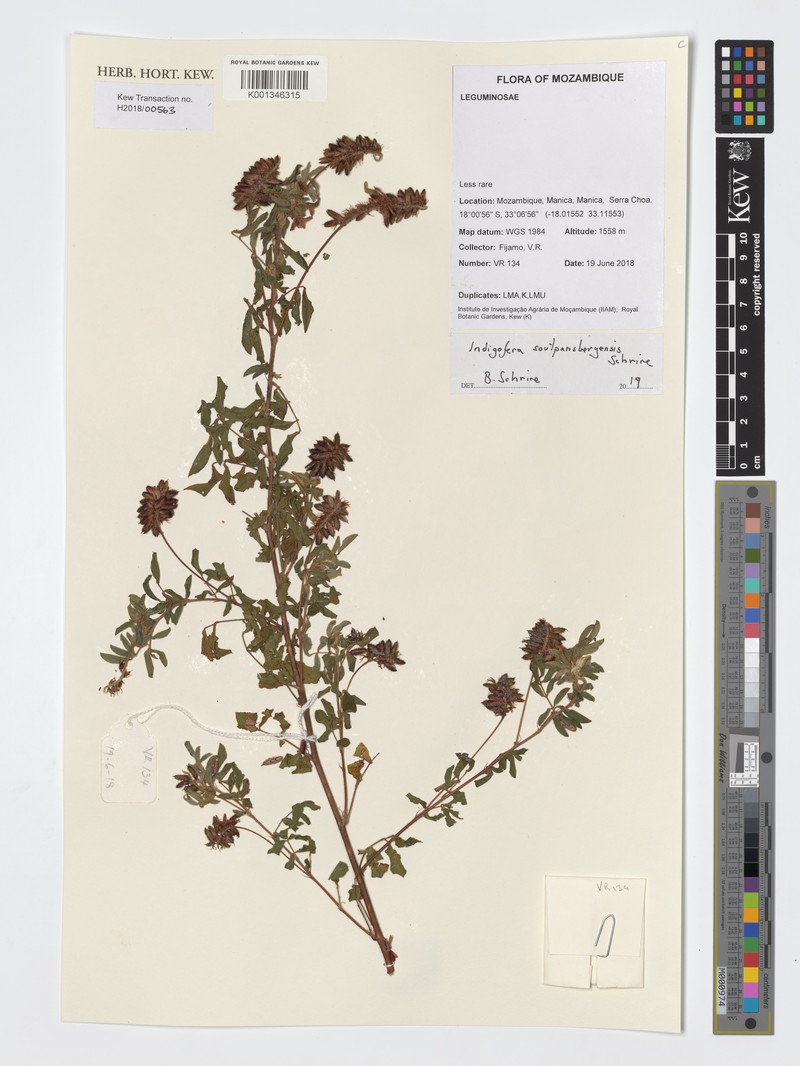 Indigofera soutpansbergensis photo 3