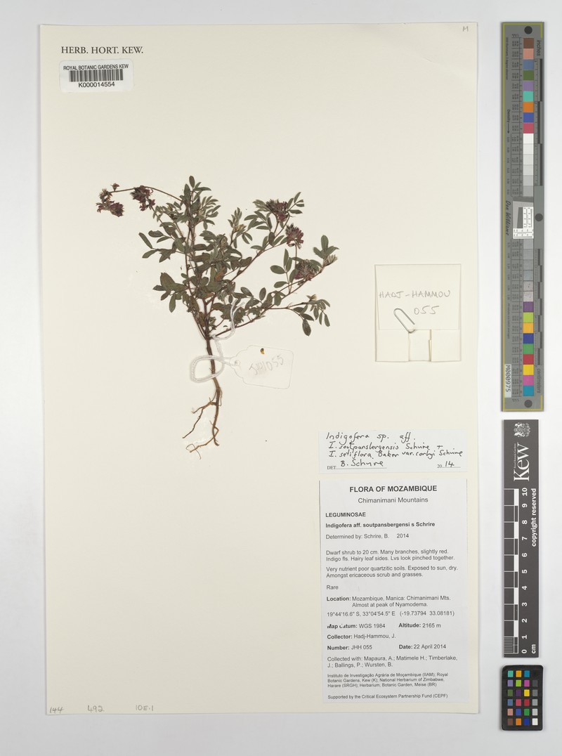 Indigofera soutpansbergensis photo 4