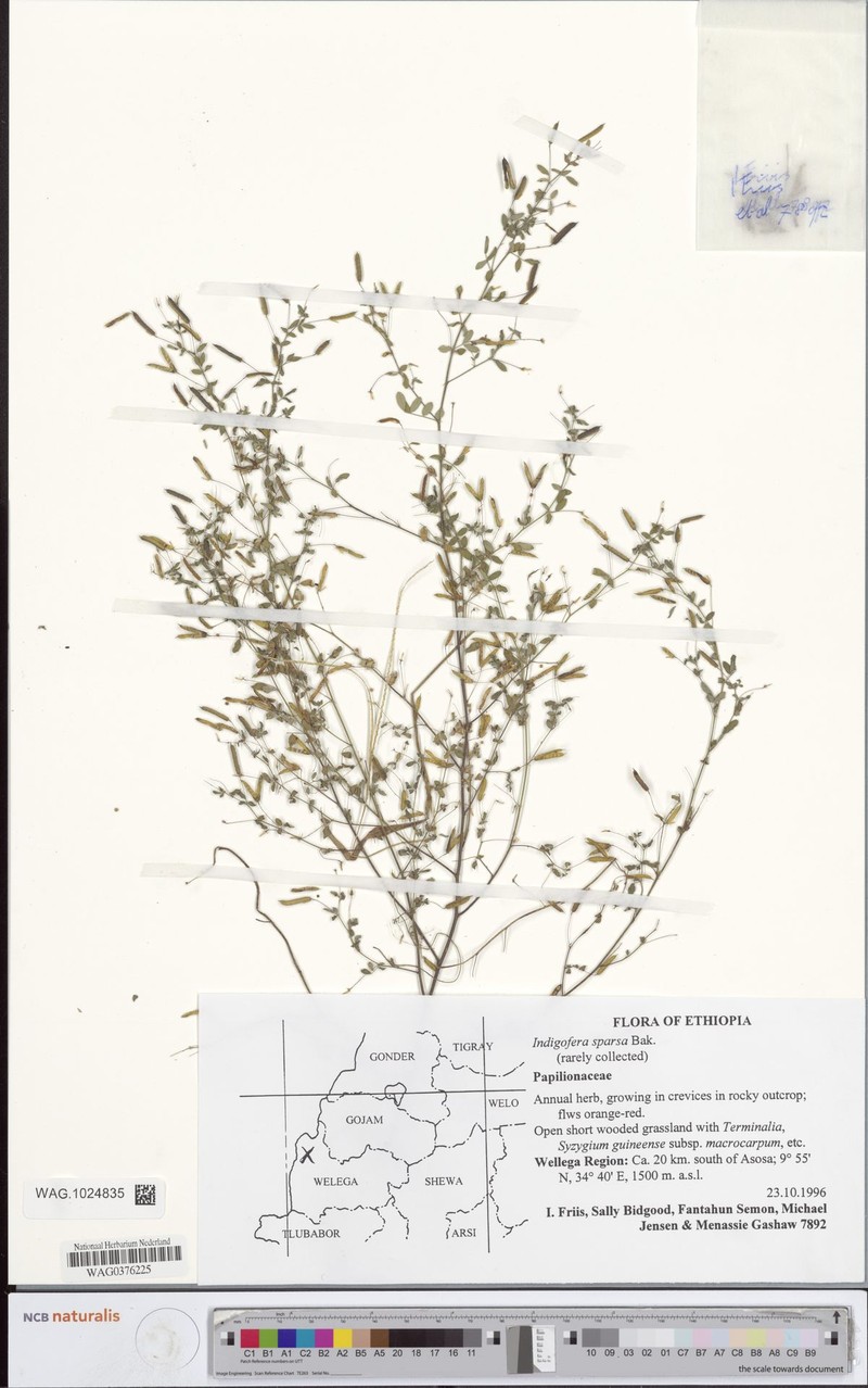 Indigofera sparsa