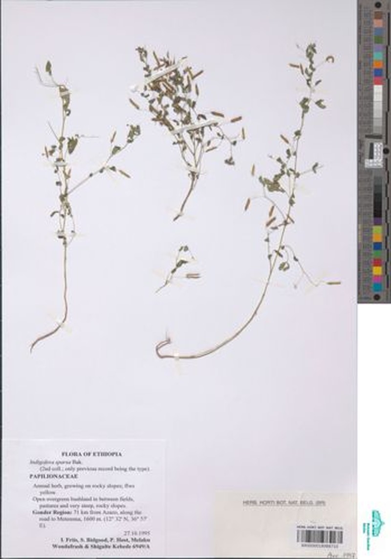 Indigofera sparsa photo 2