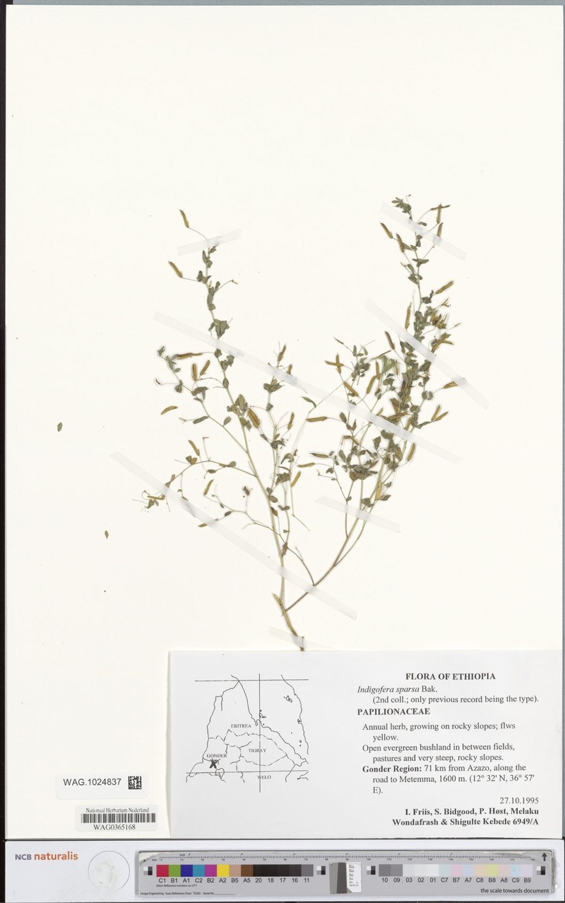Indigofera sparsa photo 3