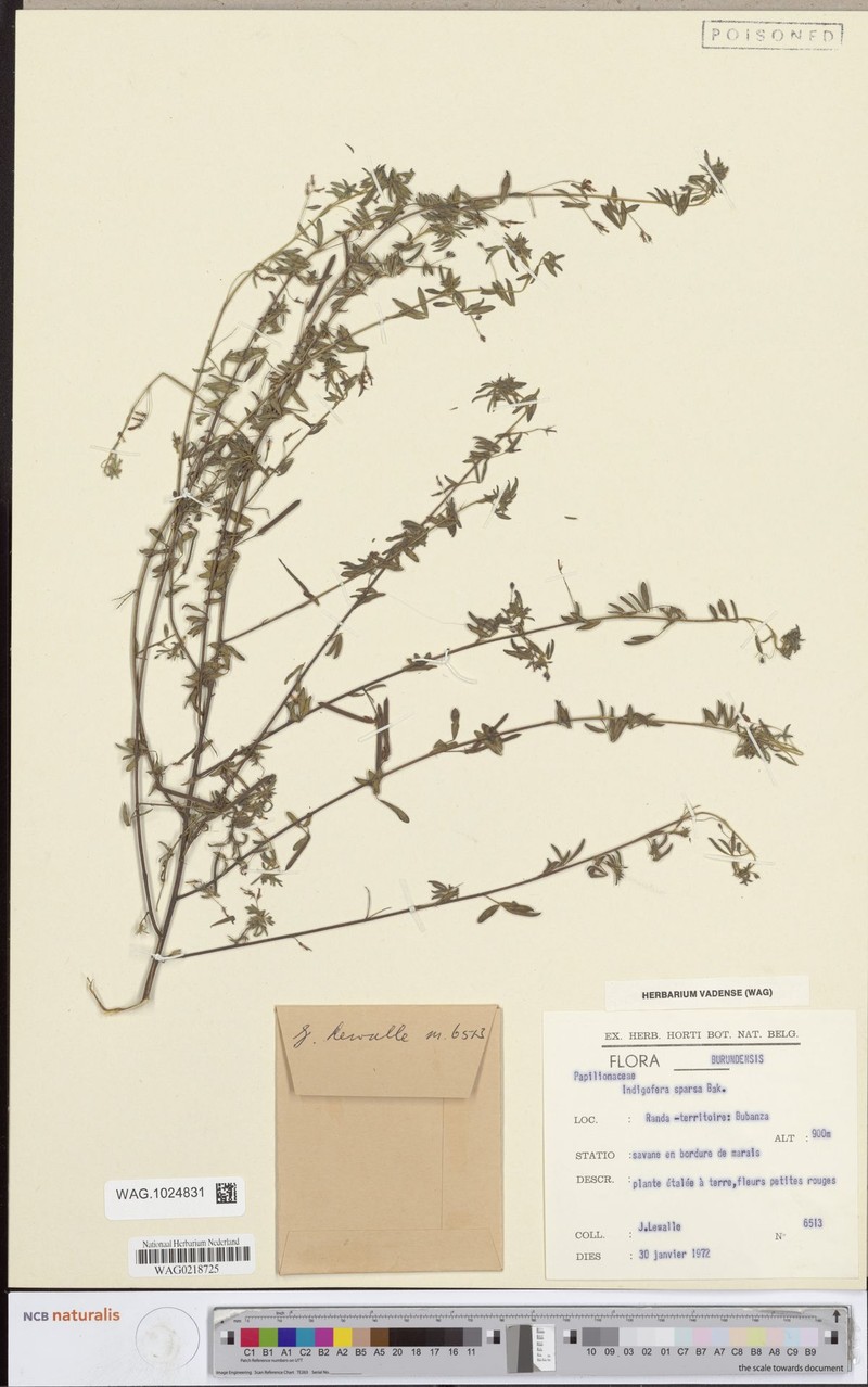 Indigofera sparsa photo 4