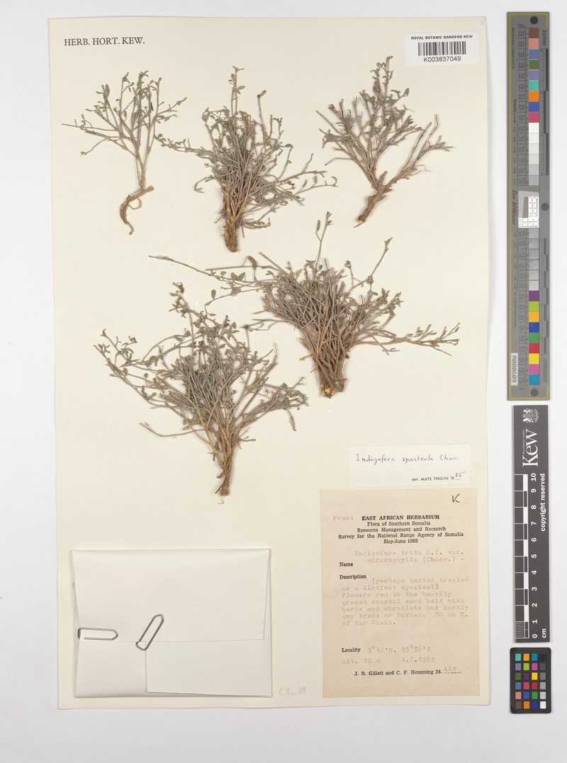 Indigofera sparteola
