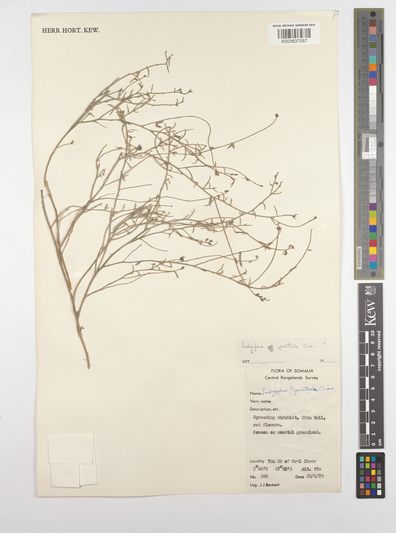 Indigofera sparteola photo 4