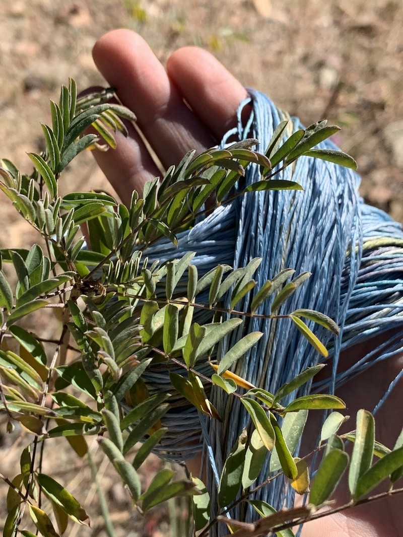 Sonoran Indigo