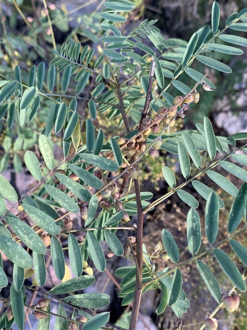 Sonoran Indigo photo 2