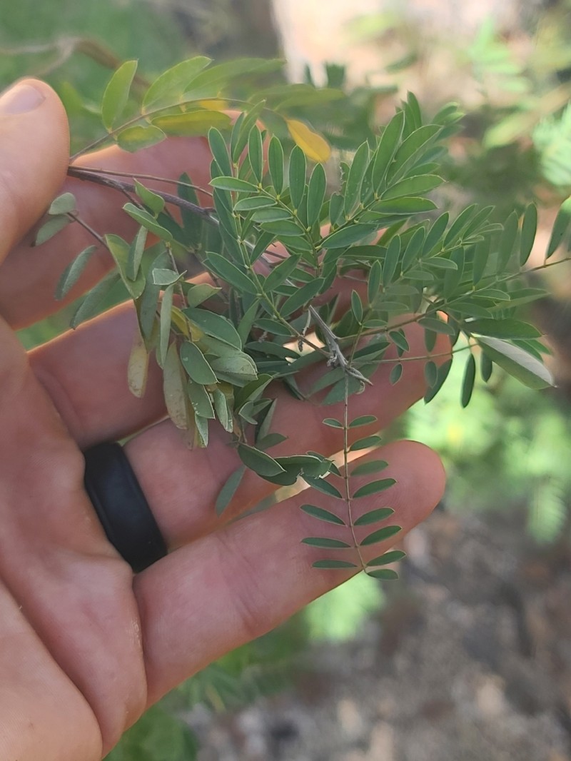 Sonoran Indigo photo 3