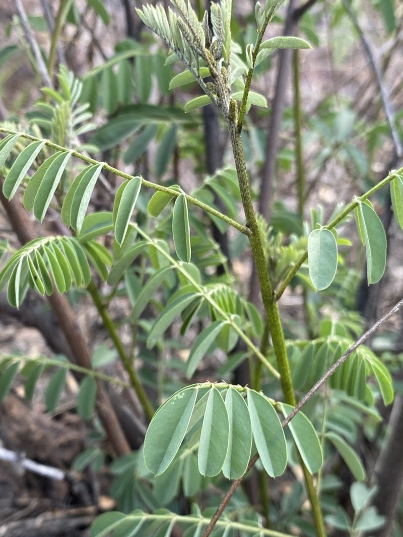 Sonoran Indigo photo 4