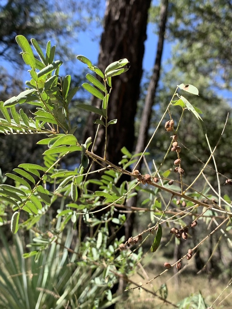 Sonoran Indigo photo 5