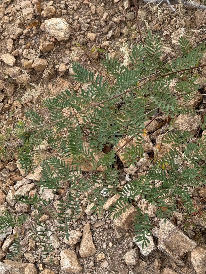 Sonoran Indigo photo 7