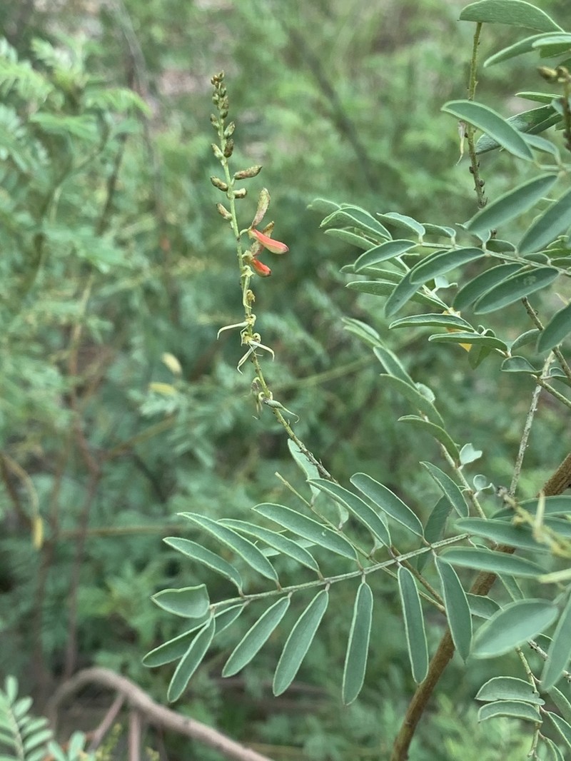 Sonoran Indigo photo 8