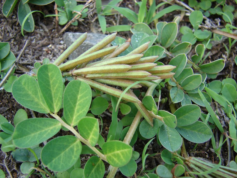 Indigofera spicata