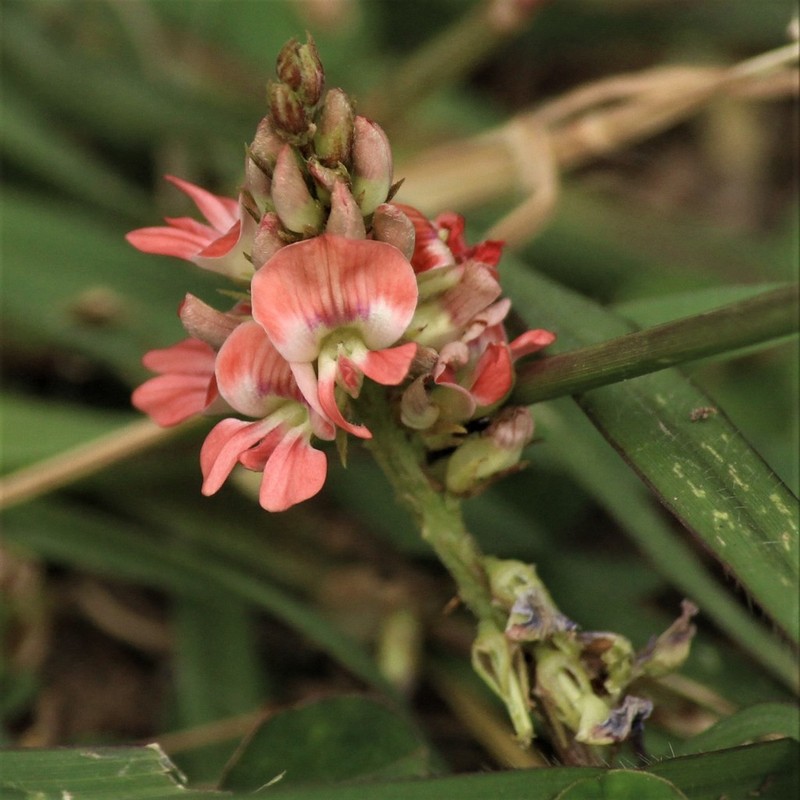 Indigofera spicata photo 2