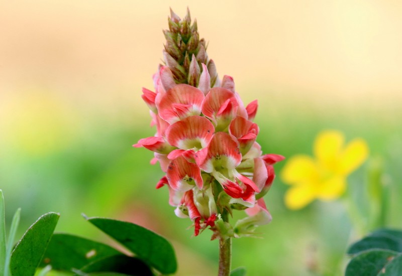 Indigofera spicata photo 3