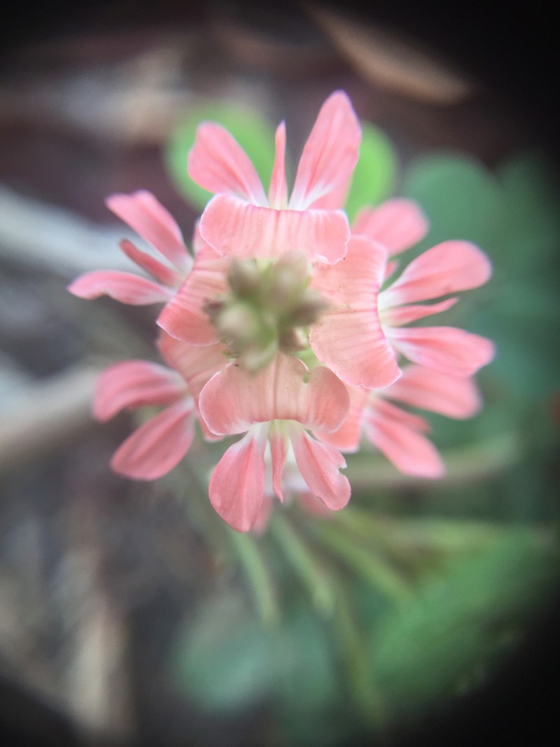 Indigofera spicata photo 4