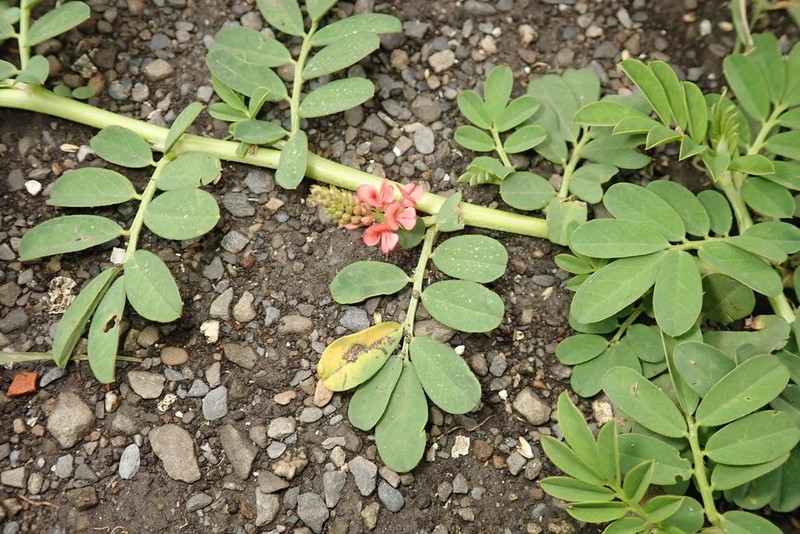 Indigofera spicata photo 5