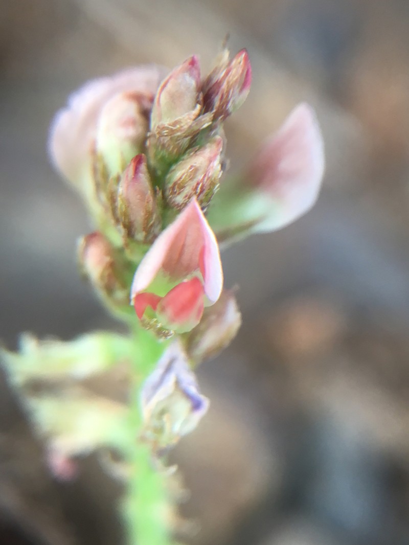 Indigofera spicata photo 6
