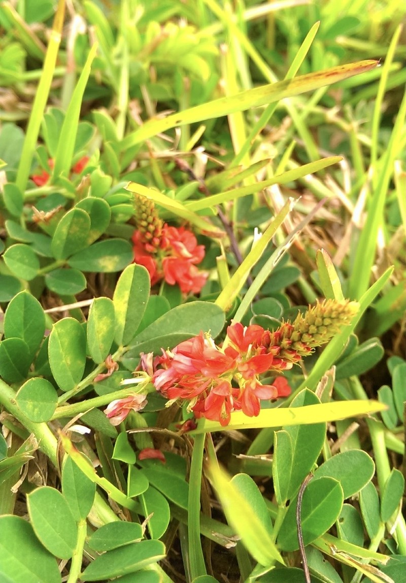 Indigofera spicata photo 7