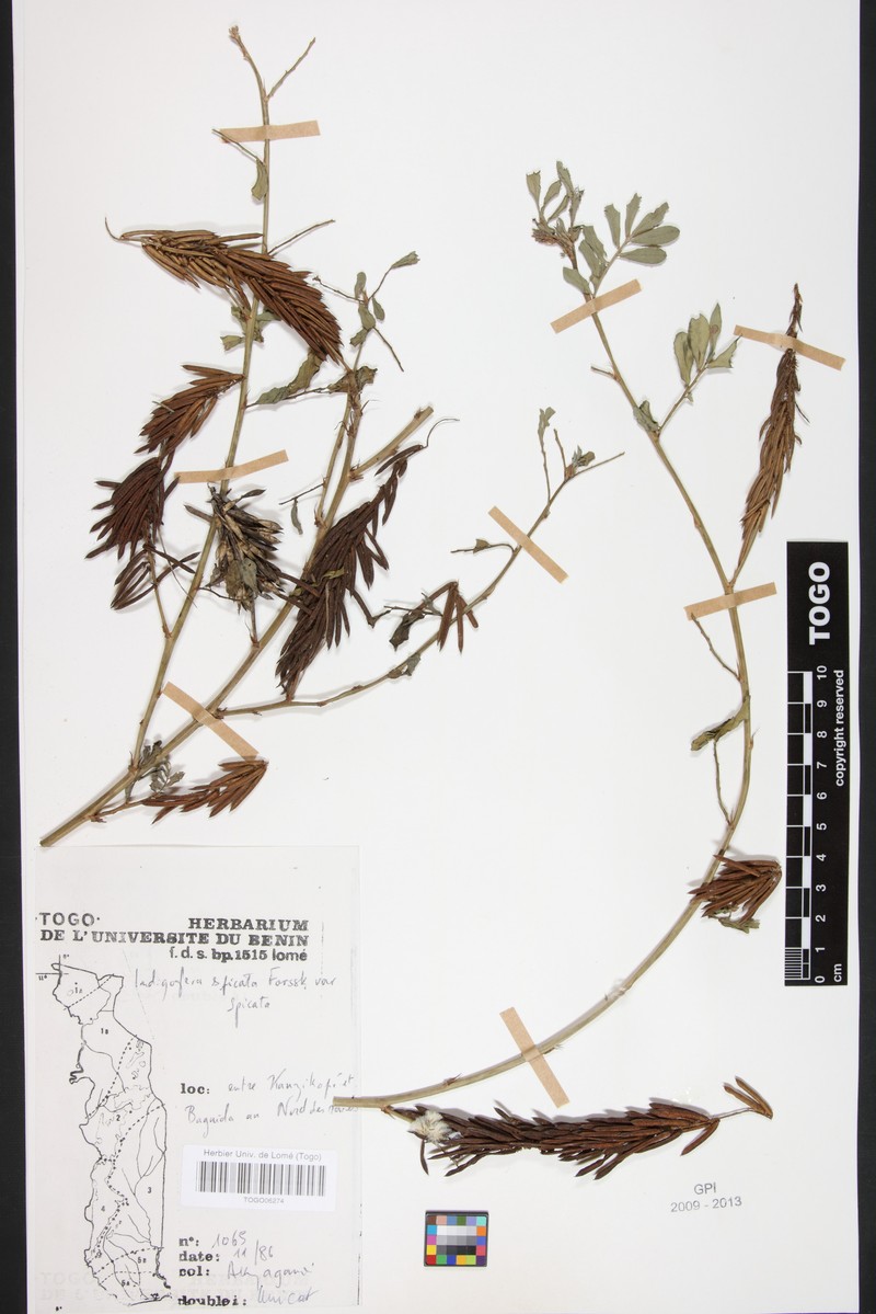 Indigofera spicata var. brevicarpa