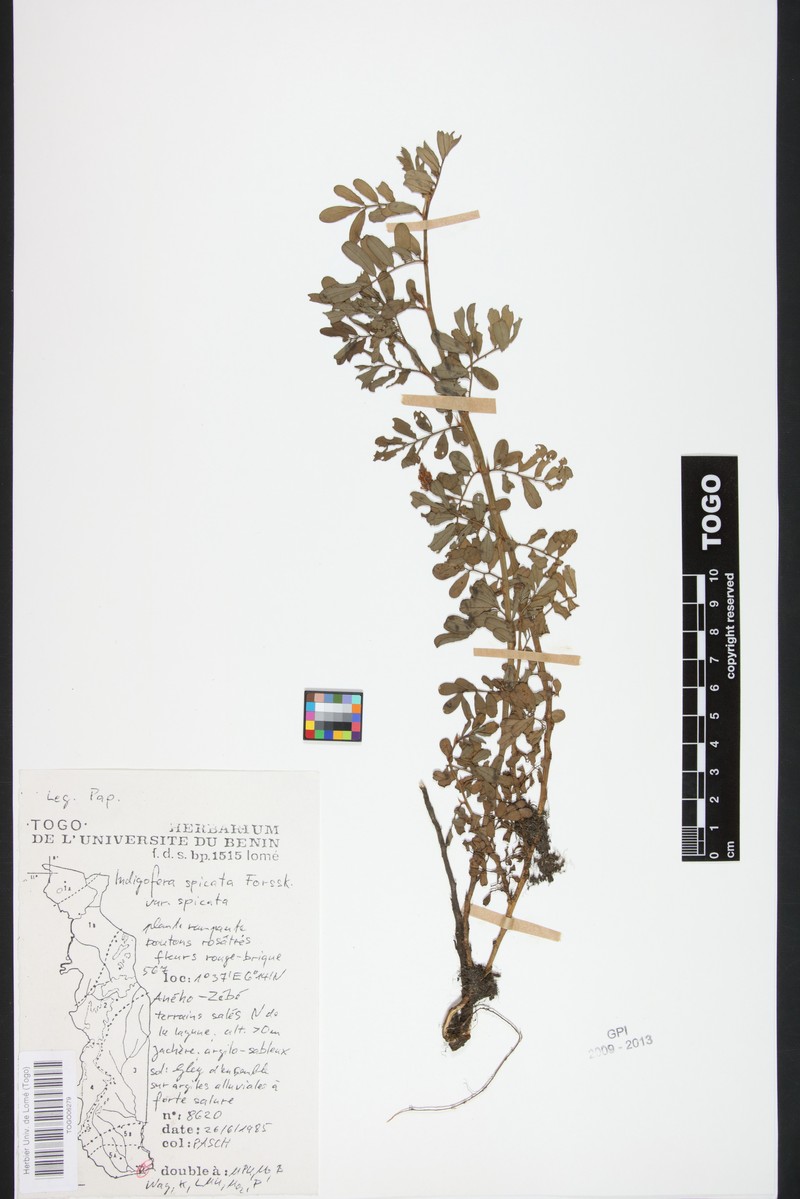 Indigofera spicata var. brevicarpa photo 2