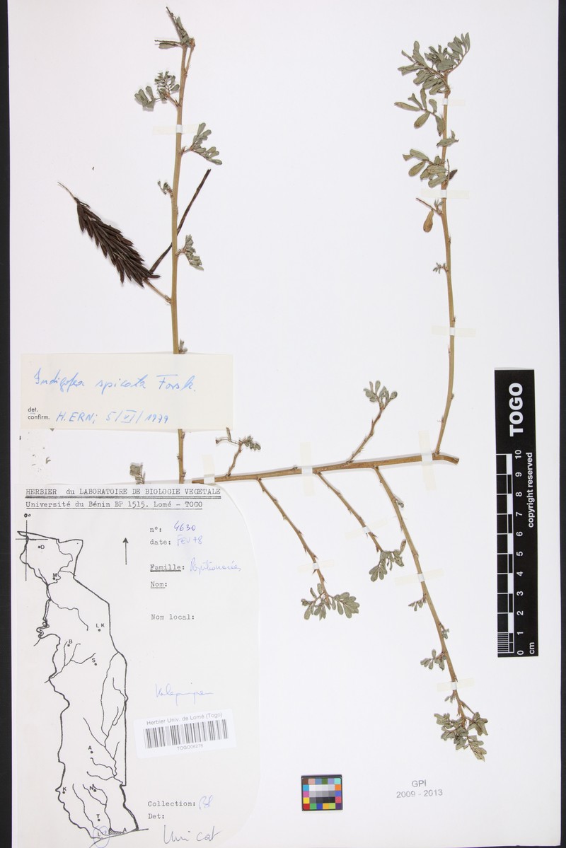 Indigofera spicata var. brevicarpa photo 3