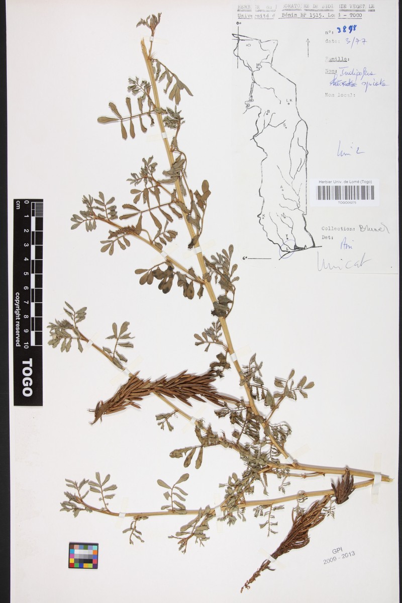 Indigofera spicata var. brevicarpa photo 4