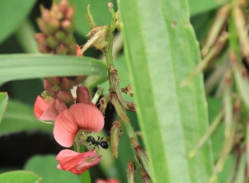 Indigofera spicata var. spicata