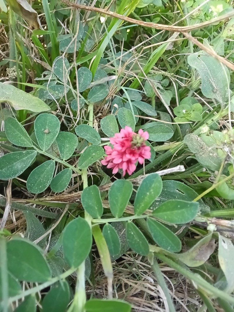 Indigofera spicata var. spicata photo 2