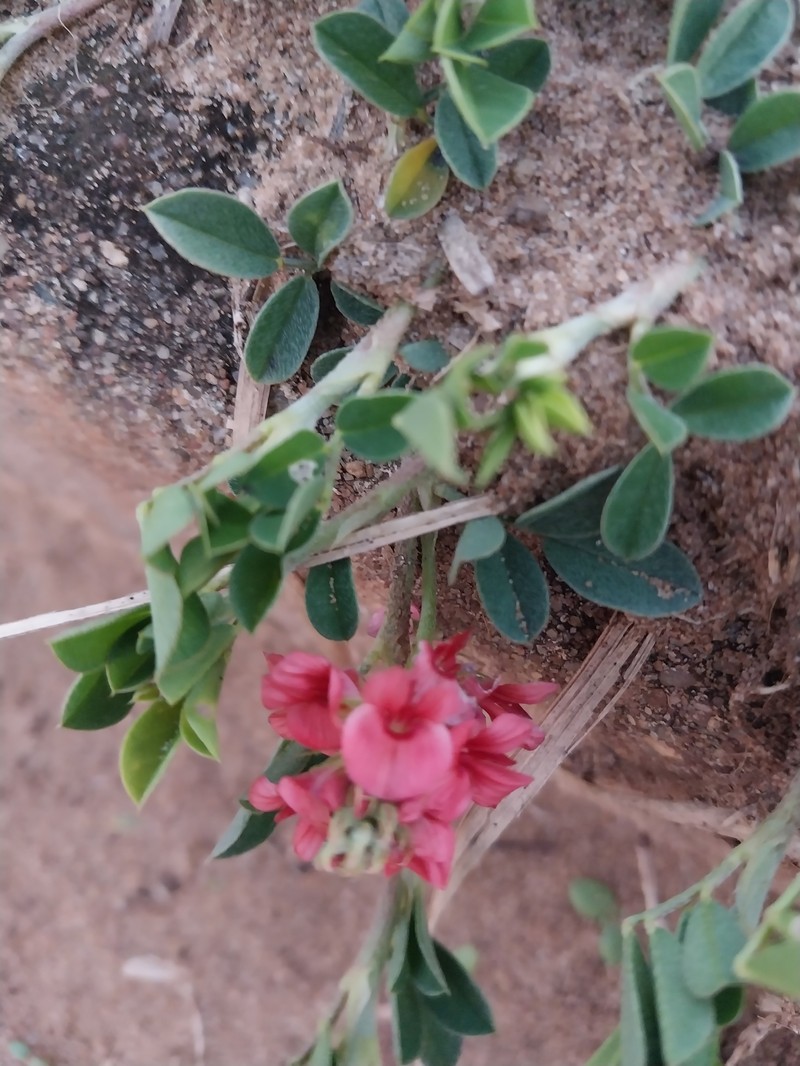 Indigofera spicata var. spicata photo 3