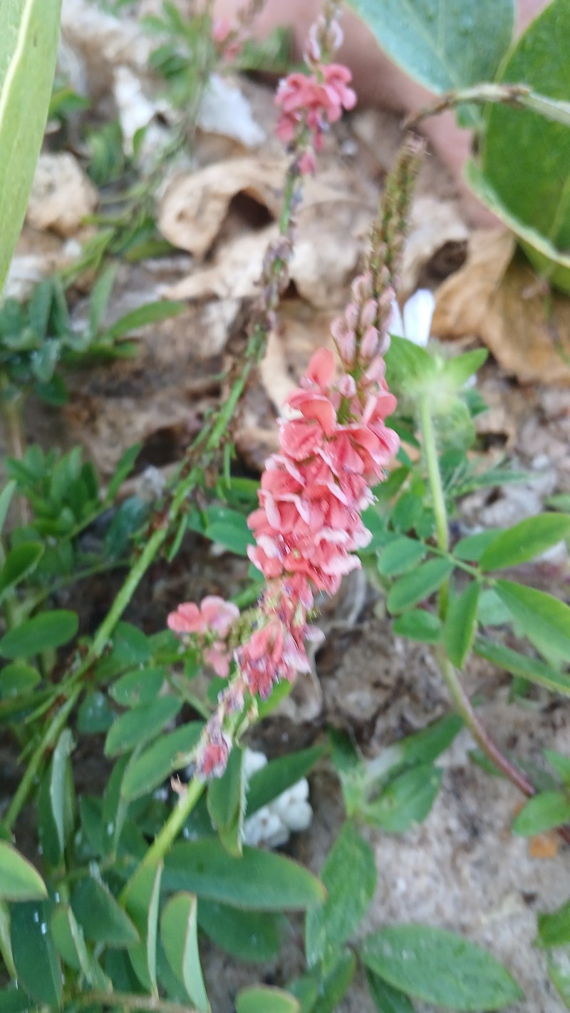 Indigofera spicata var. spicata photo 4