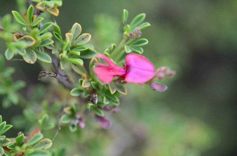 Indigofera spinescens photo 2