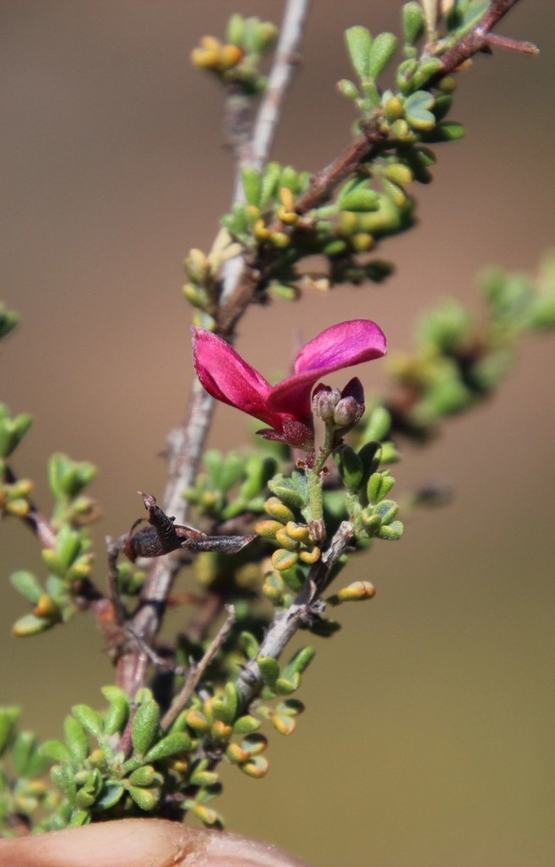 Indigofera spinescens photo 4