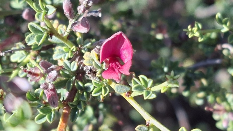 Indigofera spinescens photo 5