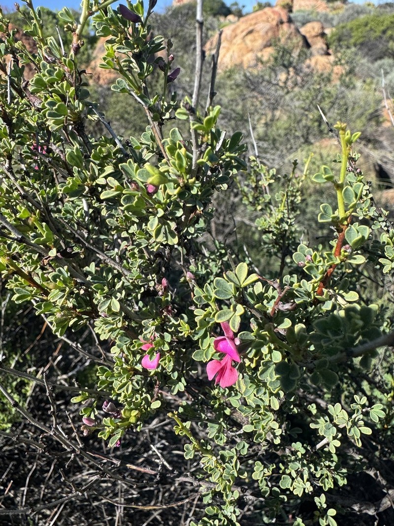 Indigofera spinescens photo 6