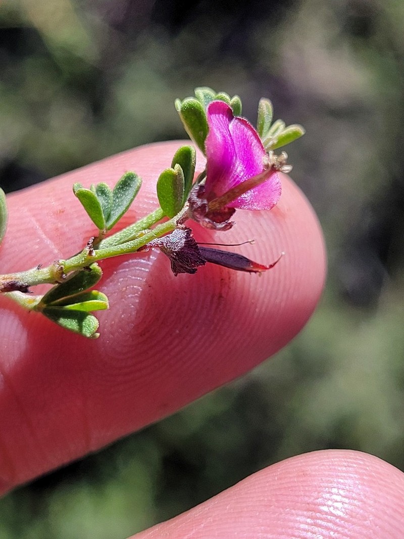 Indigofera spinescens photo 7