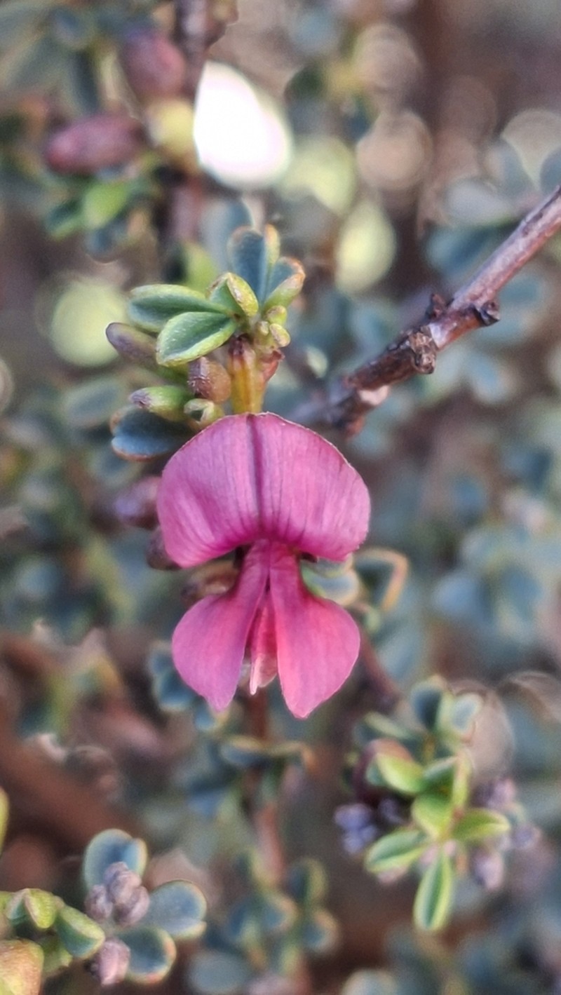 Indigofera spinescens photo 8