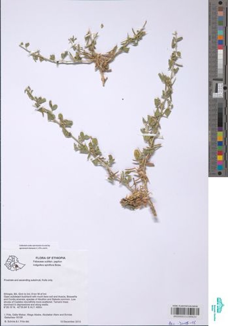 Indigofera spiniflora