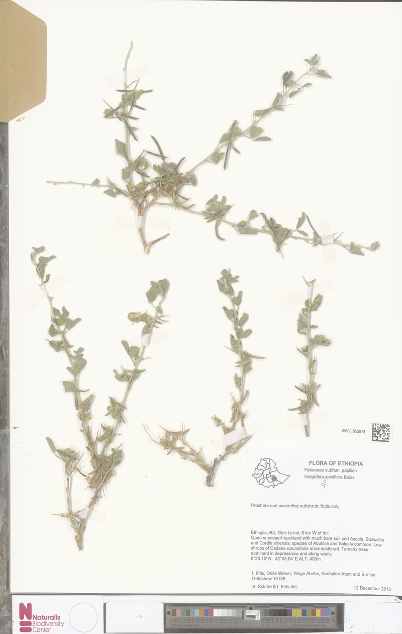Indigofera spiniflora photo 2