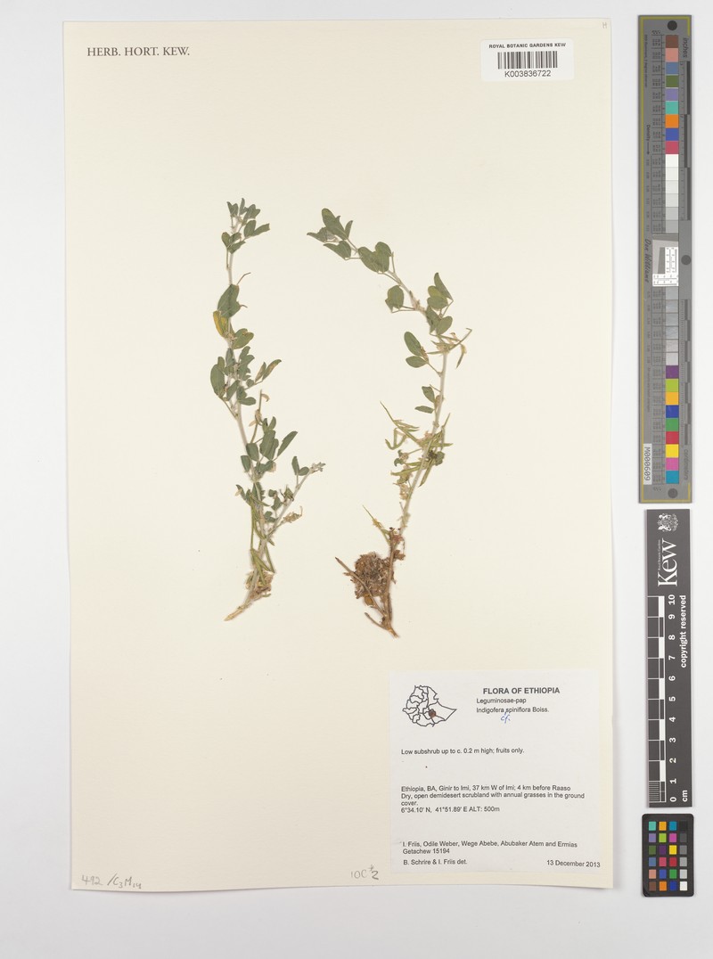 Indigofera spiniflora photo 3